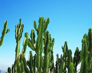 Triangle Cactus NEW Paint By Numbers