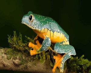 Fringed Leaf Frog Paint By Numbers
