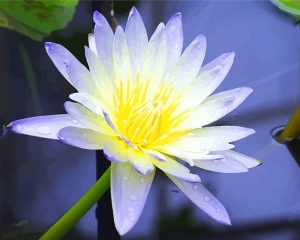 Water Lily Paint By Numbers