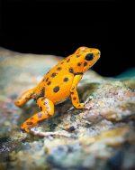 Orange Frog Paint By Numbers