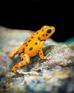 Orange Frog Paint By Numbers