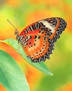 Orange Butterfly Paint By Numbers