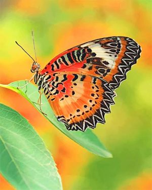 Orange Butterfly Paint By Numbers