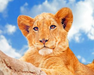 Wild Lioness Paint By Numbers