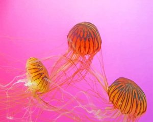 Brown Jellyfishes Paint By Numbers