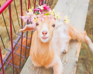 Cute Goat NEW Paint By Numbers