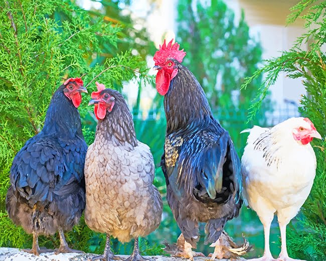 Rooster Birds Paint By Numbers