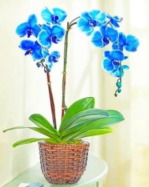 Blue Orchids Pot Paint By Numbers