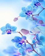 Blue Orchids Paint By Numbers