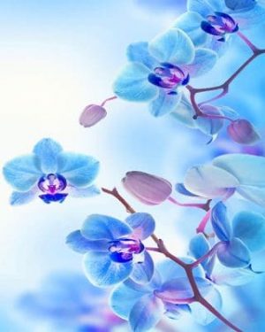 Blue Orchids Paint By Numbers