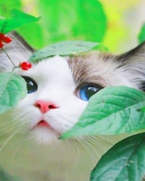 Cute Kitty Paint By Numbers