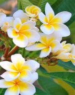 Plumeria Flowers Paint By Numbers