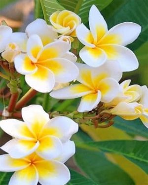 Plumeria Flowers Paint By Numbers