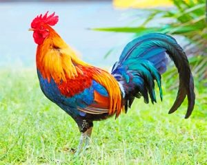 Rooster Bird Paint By Numbers