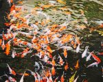 Koi Fish Paint By Numbers