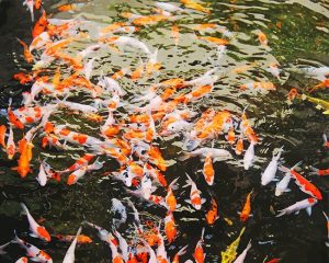 Koi Fish Paint By Numbers