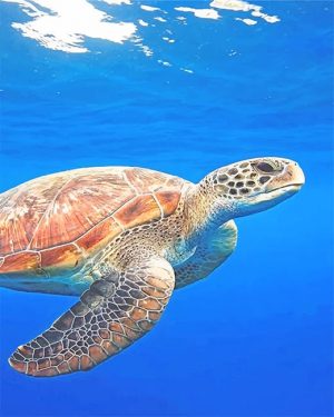 Sea Turtle Paint By Numbers
