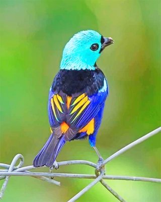 Seven Colored Tanager Paint By Numbers