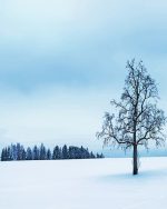 Dead Tree Snow Paint By Numbers