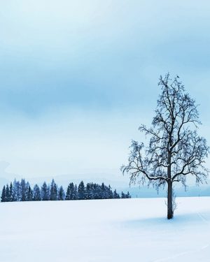 Dead Tree Snow Paint By Numbers