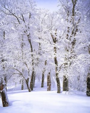 Trees Covered With Snow Paint By Numbers