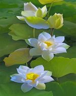 Yellow Lotus Plant Paint By Numbers