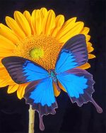 Blue Butterfly On Sunflower Paint By Numbers