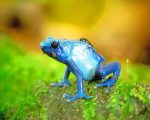 Blue Frog Paint By Numbers