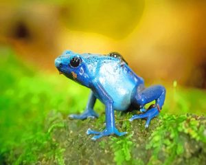 Blue Frog Paint By Numbers