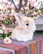 Baby Angora Rabbit Paint By Numbers