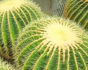 Cactus Plant Paint By Numbers