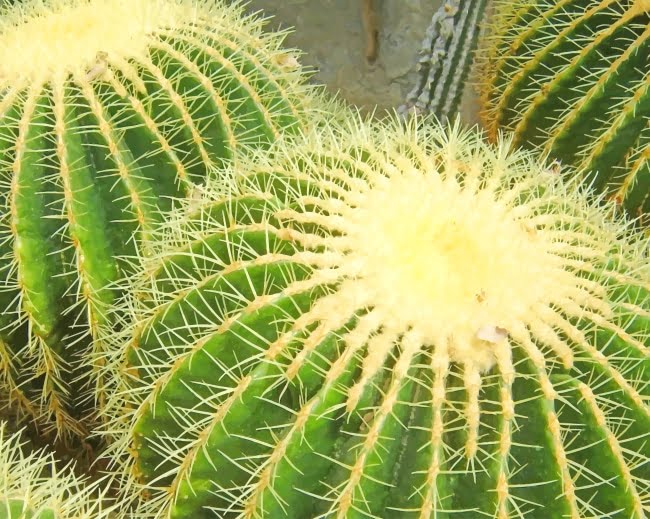 Cactus Plant Paint By Numbers