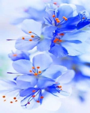 Light Blue Orchid Paint By Numbers