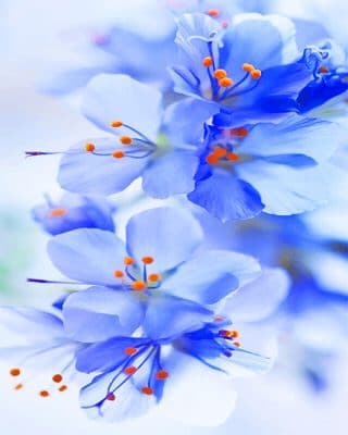 Light Blue Orchid Paint By Numbers