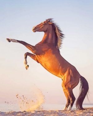 Brown Horse Paint By Numbers