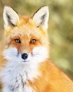 Wild Fox Paint By Numbers