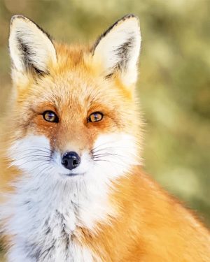 Wild Fox Paint By Numbers