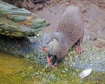 Eurasian Otter Paint By Numbers