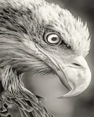 Black and White Eagle Paint By Numbers