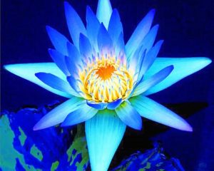 Blue Lotus Paint By Numbers
