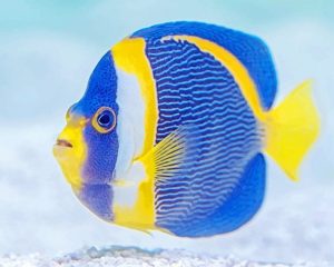 Blue And Yellow Fish Paint By Numbers
