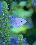 Blue Cabbage Butterfly NEW Paint By Numbers