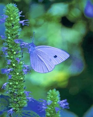 Blue Cabbage Butterfly NEW Paint By Numbers