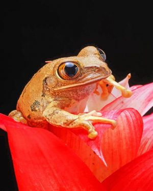 Brown Frog On Flower Paint By Numbers