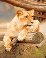 Wild Lioness Animal Paint By Numbers