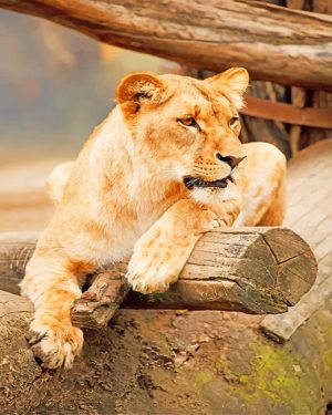 Wild Lioness Animal Paint By Numbers