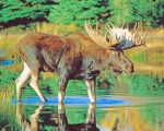Bull Moose Paint By Numbers