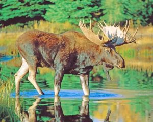 Bull Moose Paint By Numbers
