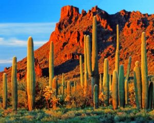 Saguaro Park Paint By Numbers
