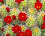 Cactus Red Flowers Paint By Numbers